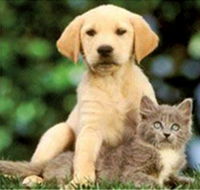Pyramid Veterinary Surgery - Internet Find