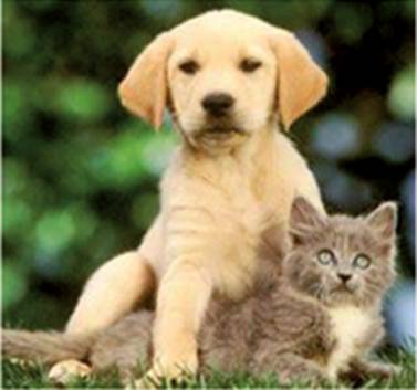 Pyramid Veterinary Surgery - Internet Find 0