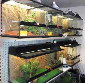 Pets ‘R’ Us - Internet Find 3