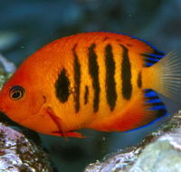 Cairns Marine - Internet Find