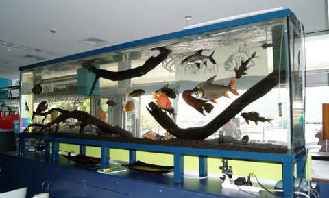 Aquariums In Cairns - Internet Find 2