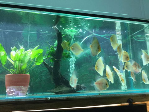 True Blue Aquariums - Internet Find 1