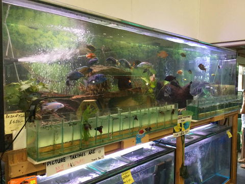 True Blue Aquariums - Internet Find 2