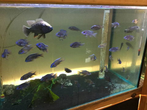 True Blue Aquariums - Internet Find 3