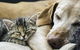 All Pet Stop - thumb 1