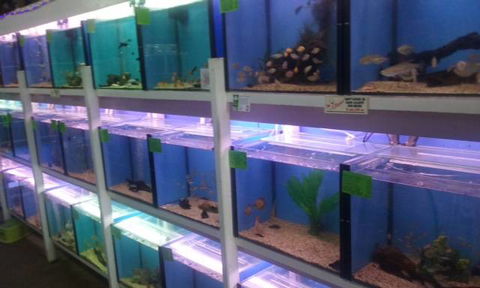 Summerland Aquarium - Internet Find 1