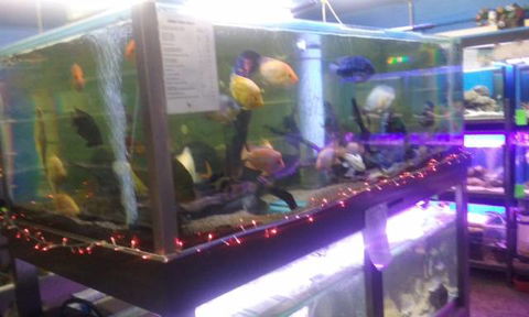 Summerland Aquarium - Internet Find 2