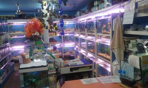 Summerland Aquarium - Internet Find 3
