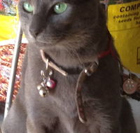 Pets and Saddles - Internet Find