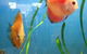 Richmond Valley Pet Supplies - thumb 1
