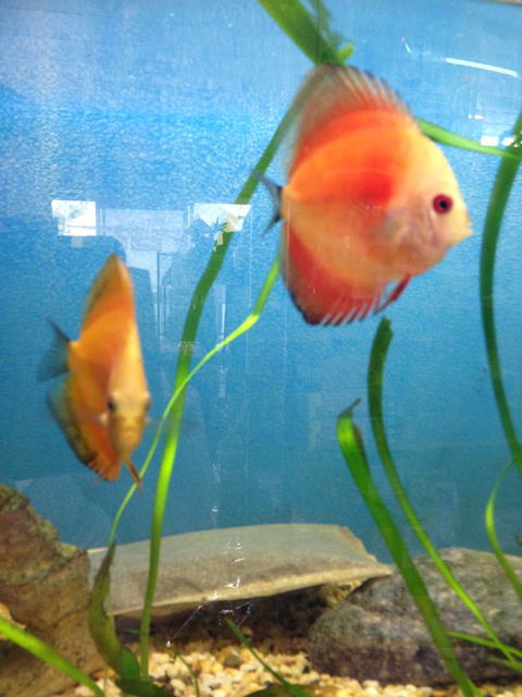Richmond Valley Pet Supplies - Internet Find 1