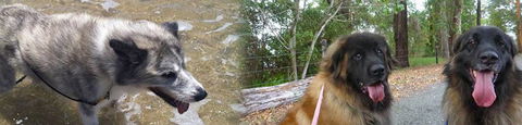Pets & Ponds - Internet Find 0