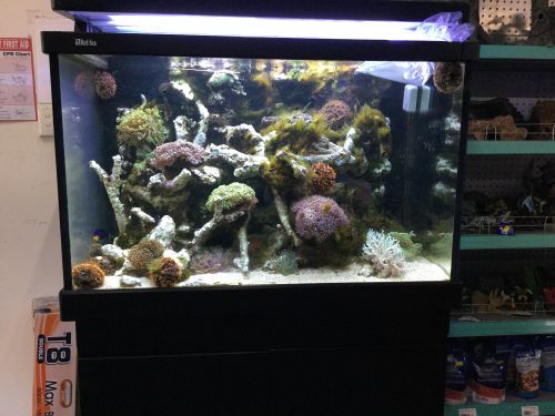 Aquariums Accessories Cranbrook QLD Internet Find