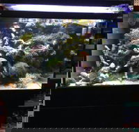 A1 Aquarium World - Internet Find