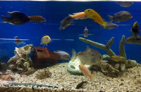 Clearwater Aquariums - Internet Find 3