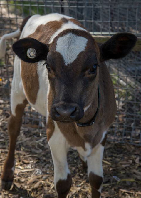 Radley’s Farm, Pet & Garden Supplies - Internet Find 0