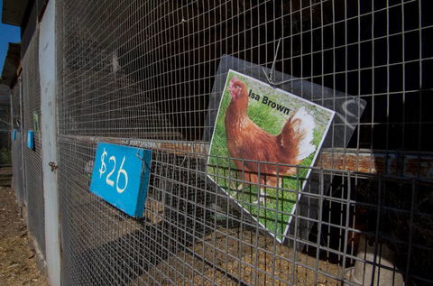 Radley’s Farm, Pet & Garden Supplies - Internet Find 2