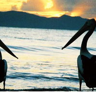 Villa Marine Cairns Beach Self Contained Holiday Apartments - Internet Find