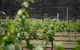 Long Point Vineyard & Art Gallery - thumb 2