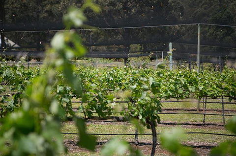 Long Point Vineyard & Art Gallery - Internet Find 2