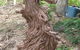 The Rustic Emu Gallery - thumb 1