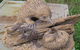 The Rustic Emu Gallery - thumb 2