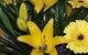 Flowers From The Heart - thumb 1