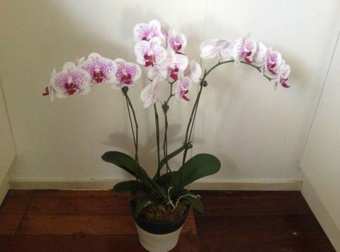 Floral Notes - Internet Find 3
