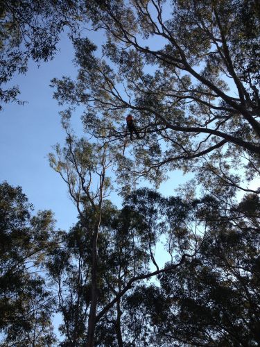 Almighty Trees & Demolition - Internet Find 3