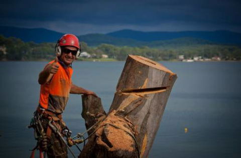 Almighty Trees & Demolition - Internet Find 4