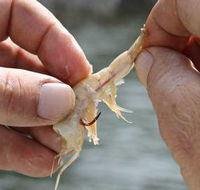Ingham Tackle Shack - Internet Find