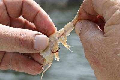 Ingham Tackle Shack - Internet Find 0