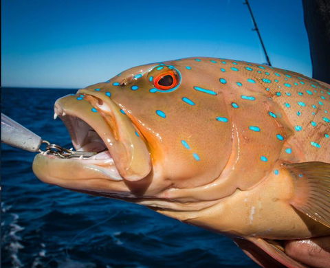 Ingham Tackle Shack - Internet Find 1