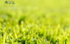 Turfgrass Mackay - thumb 3