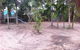Turfgrass Mackay - thumb 11