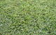 Turfgrass Mackay - thumb 13
