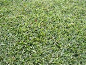 Turfgrass Mackay - Internet Find 13