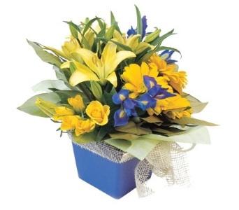 Florists Forster NSW Internet Find