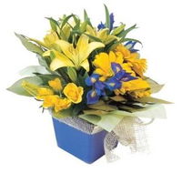 Forster Flowers - Internet Find