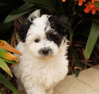 Dapto Veterinary Clinic - Internet Find