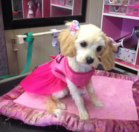 Lyns Total Pet Care - Internet Find