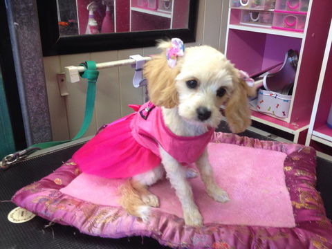 Lyns Total Pet Care - Internet Find 0