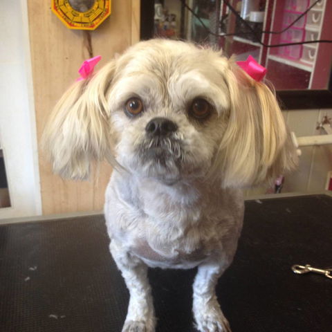 Lyns Total Pet Care - Internet Find 1