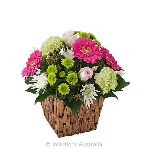 Boydita Flowers Delivered - Internet Find 1