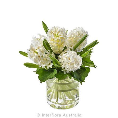 Boydita Flowers Delivered - Internet Find 5