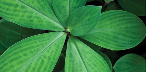 Limberlost Nursery & Garden Centre - Internet Find 0