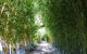 Bamboo Australia Pty Ltd - thumb 2