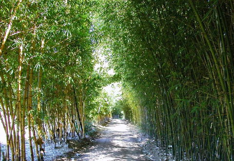 Bamboo Australia Pty Ltd - Internet Find 2