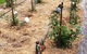 Bamboo Australia Pty Ltd - thumb 3