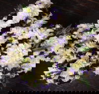  Sea Rose Florist - Internet Find
